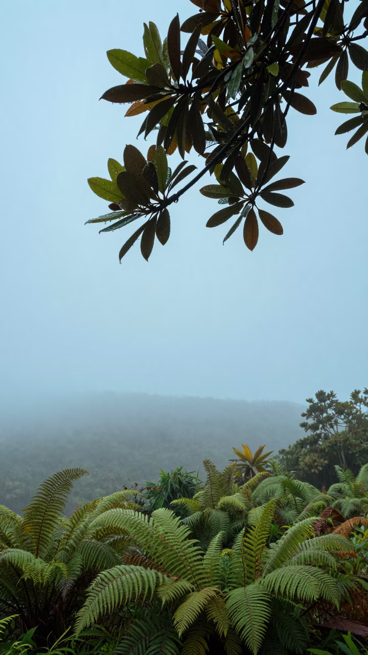 Magnolia Branch Floating Above Foggy Forest Floor in on a fern-lined forest floor near Quezon City