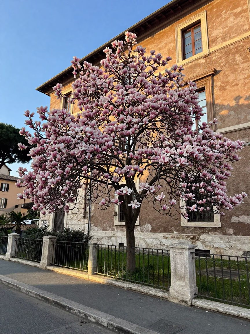 Magnolia Tree in Bloom Outside Historic Roman Building in Late Afternoon Light in in Rome, Italy