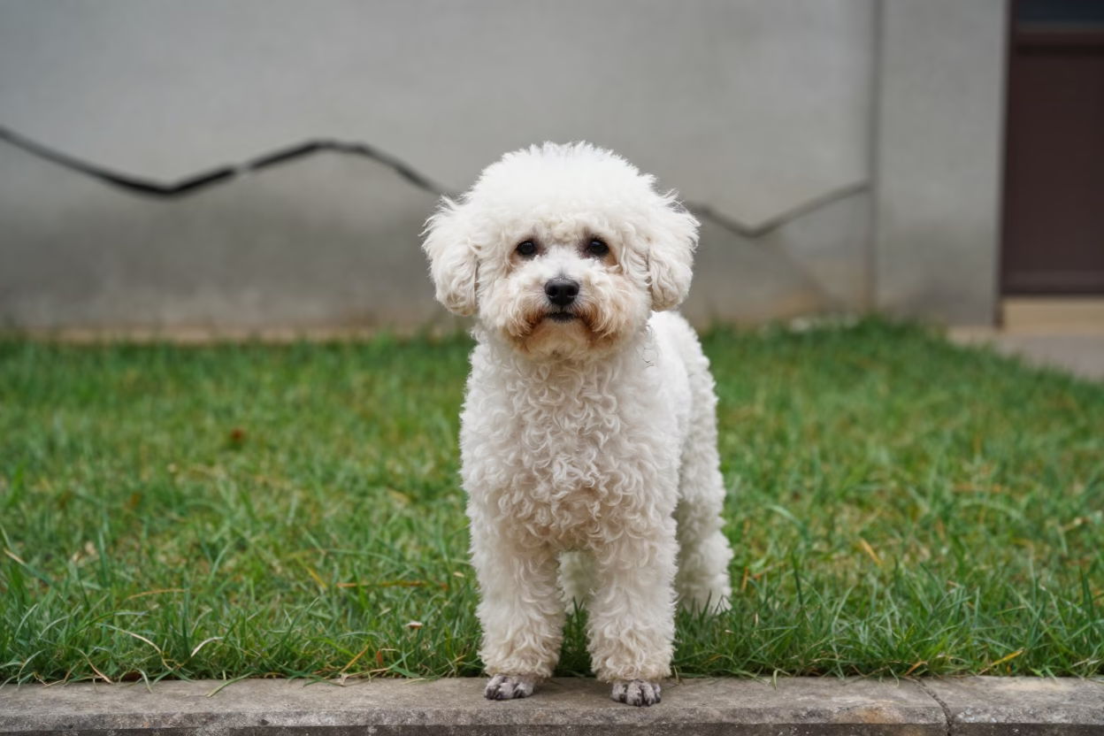 Malanje Teacup Poodle Portrait in Small Yard in in a small yard with clipped grass, calm light, and the animal centered in frame in Malanje