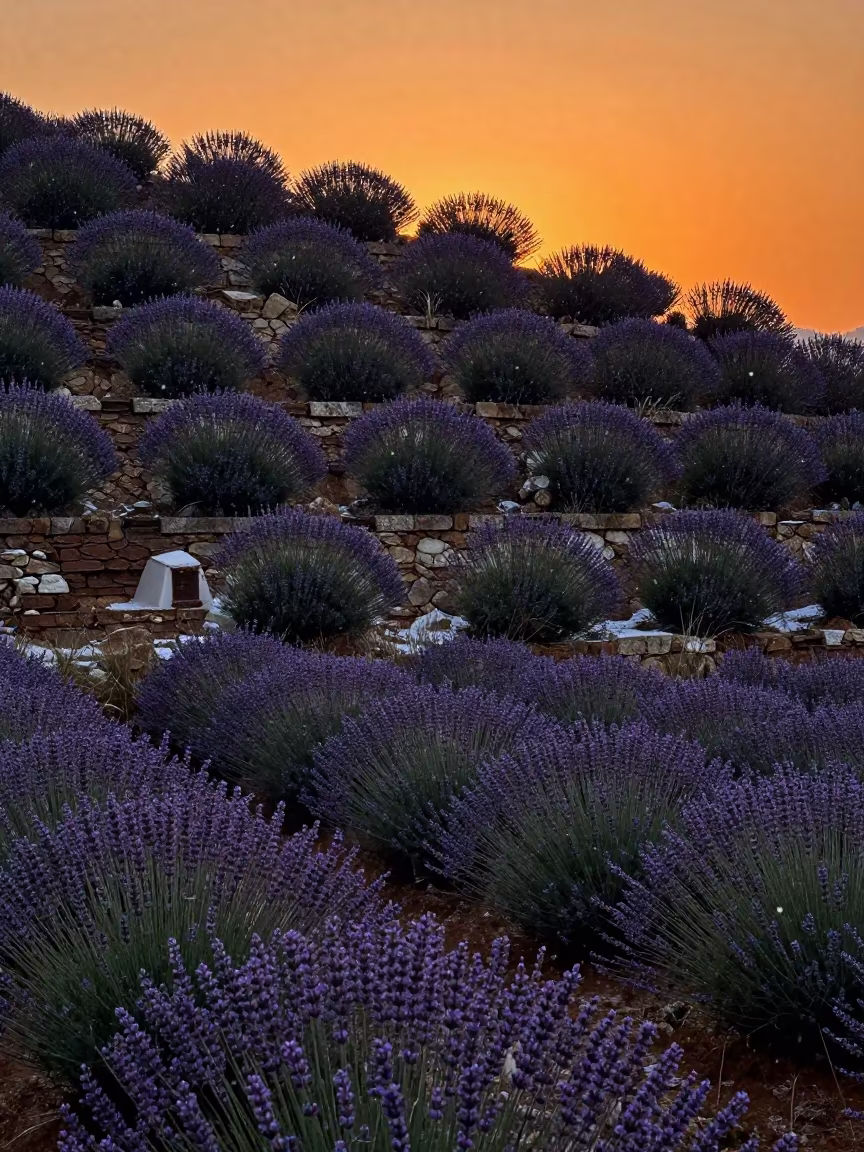 Malta Lavender Fields Sunset Snow Silhouette in among terraced garden plots in Malta