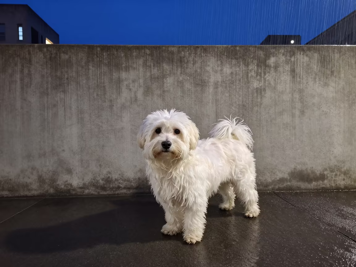 Maltese Portrait by Plain Wall in Late Spring in beside a plain courtyard wall in clear daylight with the animal at eye level near Santiago