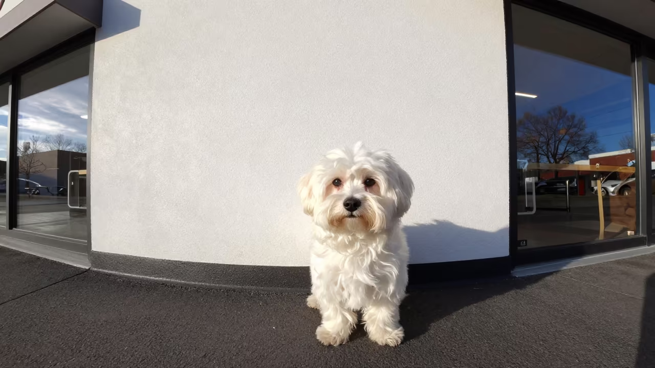 Maltese Portrait in Winter Courtyard Daylight in beside a plain courtyard wall in clear daylight with the animal at eye level in Victoria