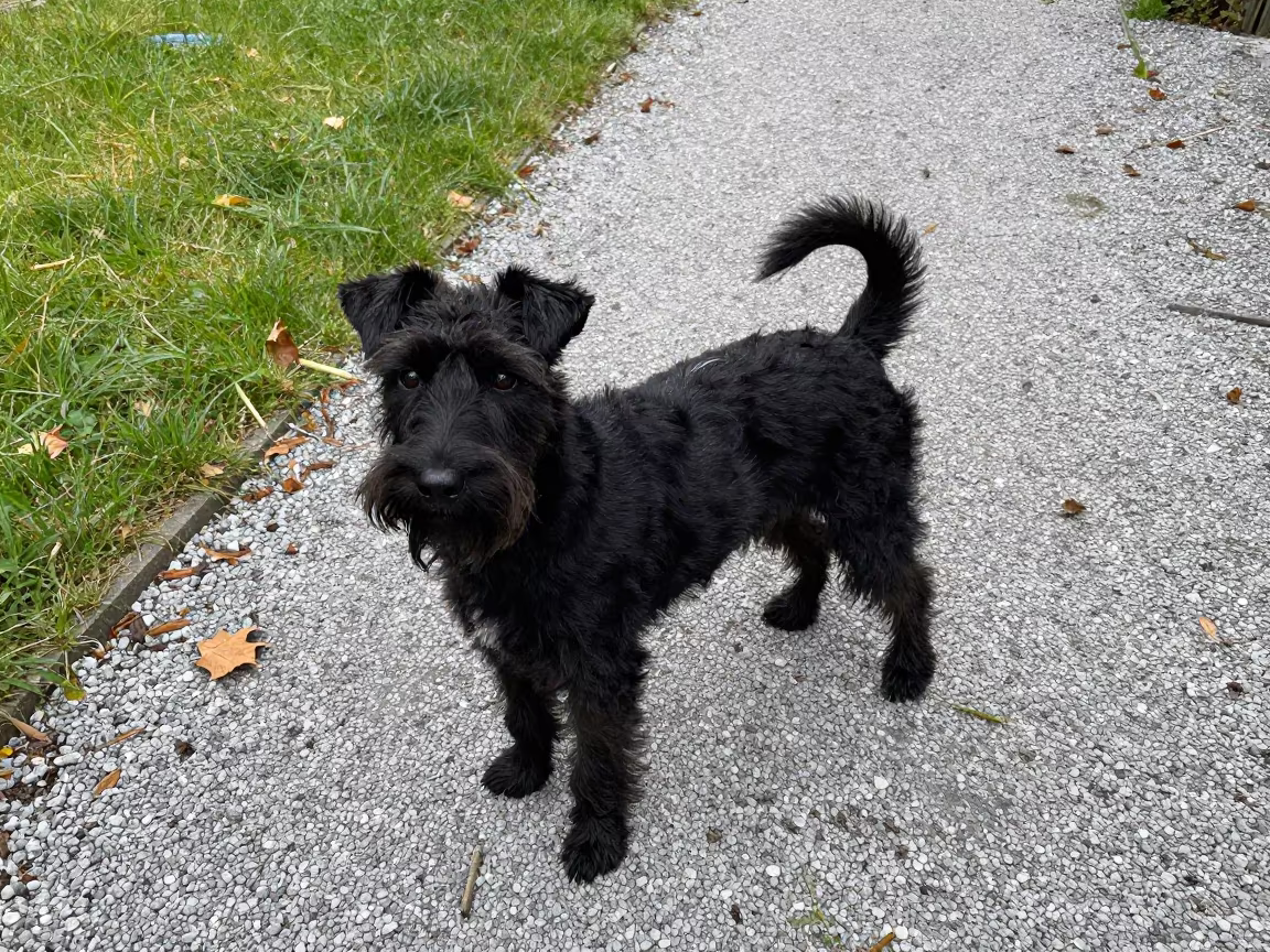 Manchester Terrier on Fresnillo Path in in a small yard with clipped grass, calm light, and the animal centered in frame in Fresnillo