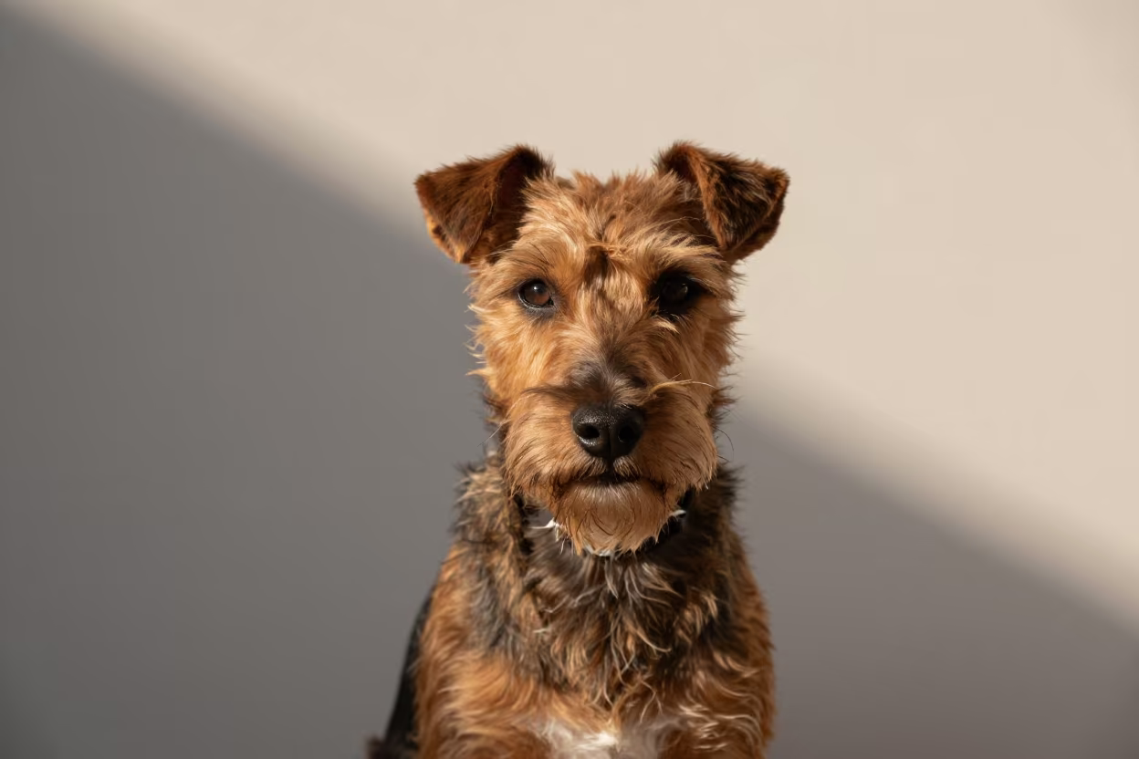 Manchester Terrier Portrait Abu Dhabi Studio in in a quiet portrait studio with a plain backdrop and eye-level framing near Abu Dhabi