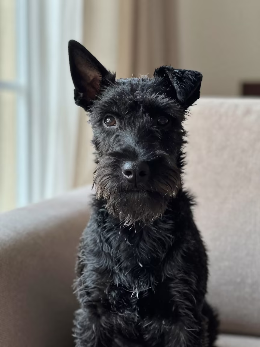 Manchester Terrier Portrait by Oaxaca Window in on a sofa near a curtained window with calm indoor light near Oaxaca