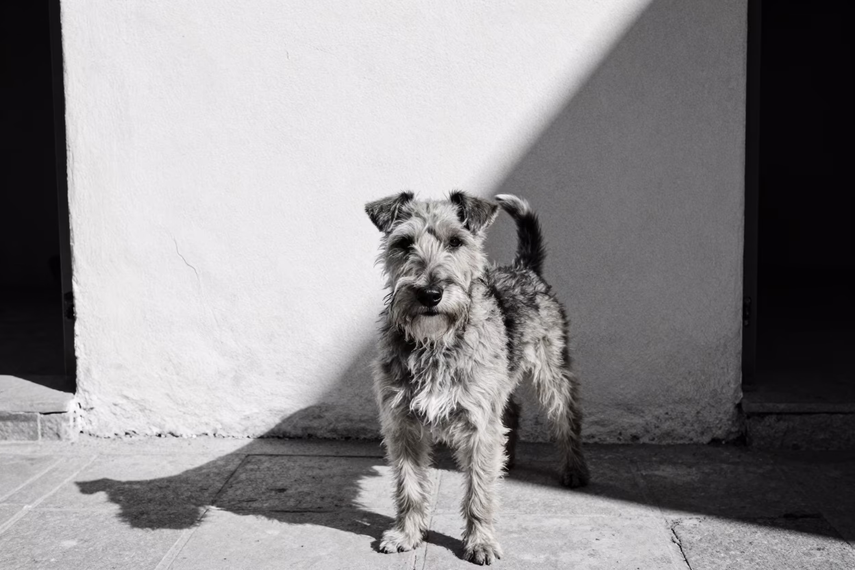 Manchester Terrier Portrait in Agadir Courtyard in beside a plain courtyard wall in clear daylight with the animal at eye level in Agadir