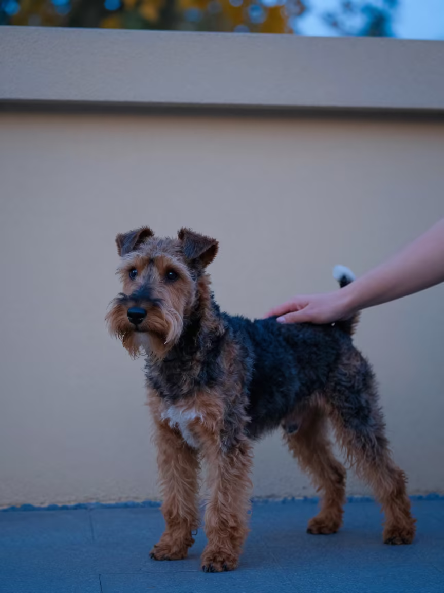 Manchester Terrier Portrait in Beijing Twilight in beside a plain courtyard wall in clear daylight with the animal at eye level in Beijing