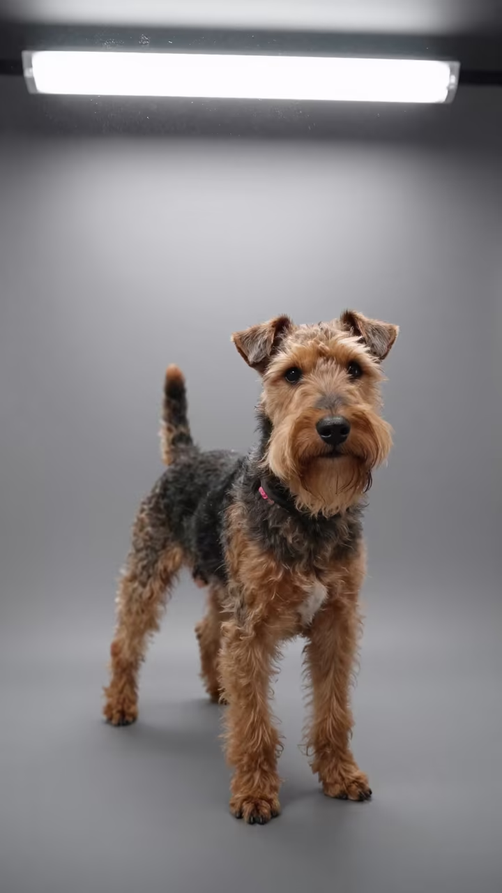 Manchester Terrier Portrait in Canberra Studio in in a quiet portrait studio with a plain backdrop and eye-level framing in Canberra