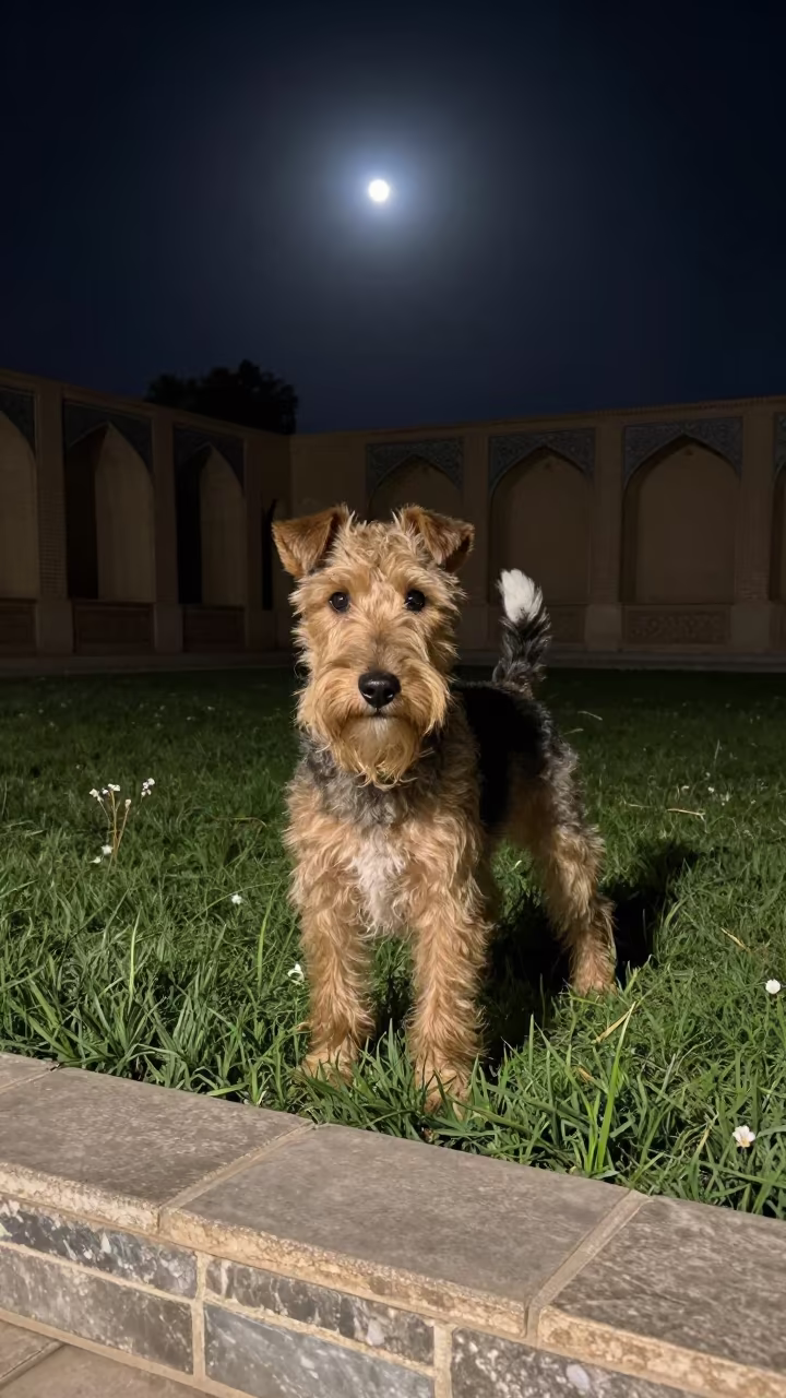 Manchester Terrier Portrait in Isfahan Yard in in a small yard with clipped grass, calm light, and the animal centered in frame in Isfahan