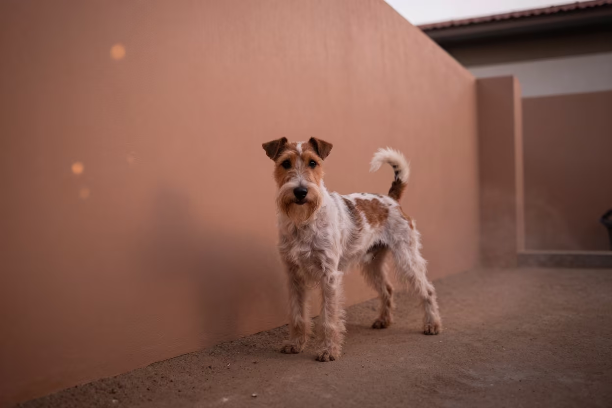 Manchester Terrier Portrait in Makassar Courtyard in beside a plain courtyard wall in clear daylight with the animal at eye level in Makassar