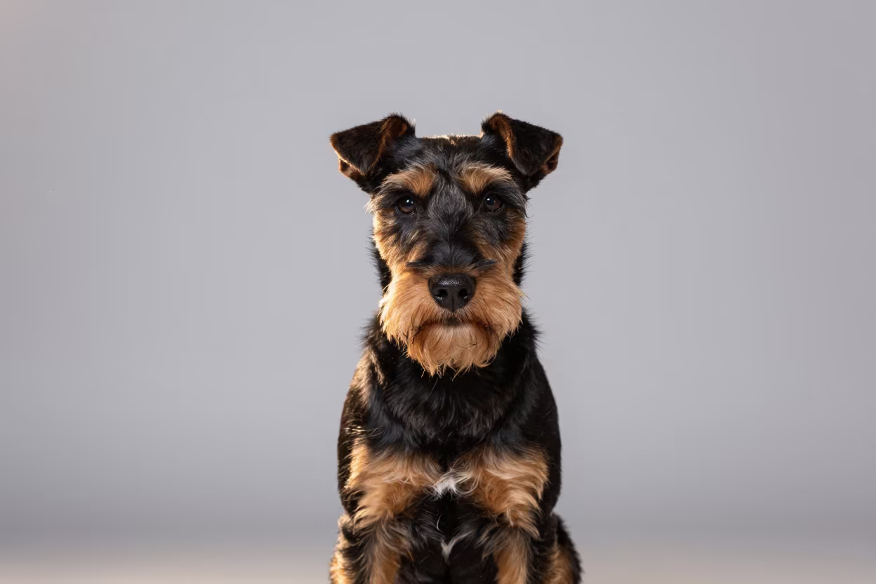 Manchester Terrier Portrait in Shenzhen Studio in in a quiet portrait studio with a plain backdrop and eye-level framing near Shenzhen