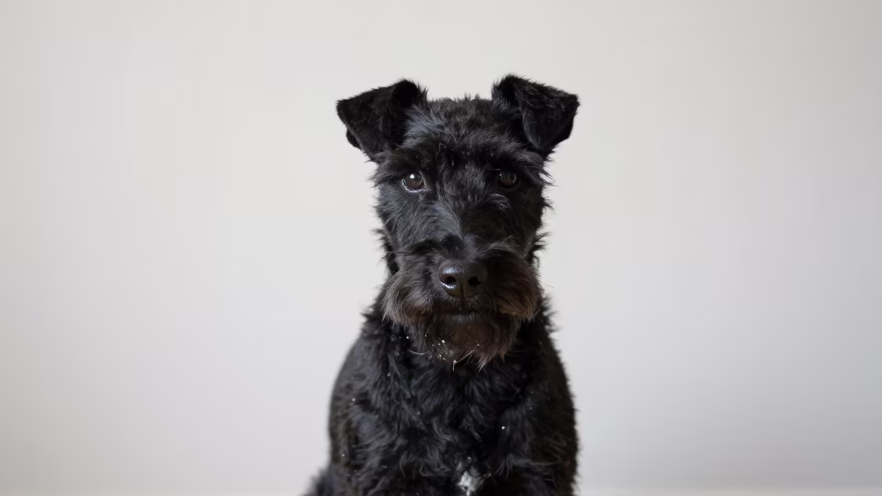 Manchester Terrier Portrait in Winter Indoor Light in beside a plain plaster wall in soft indoor light with the animal centered in frame in Temara