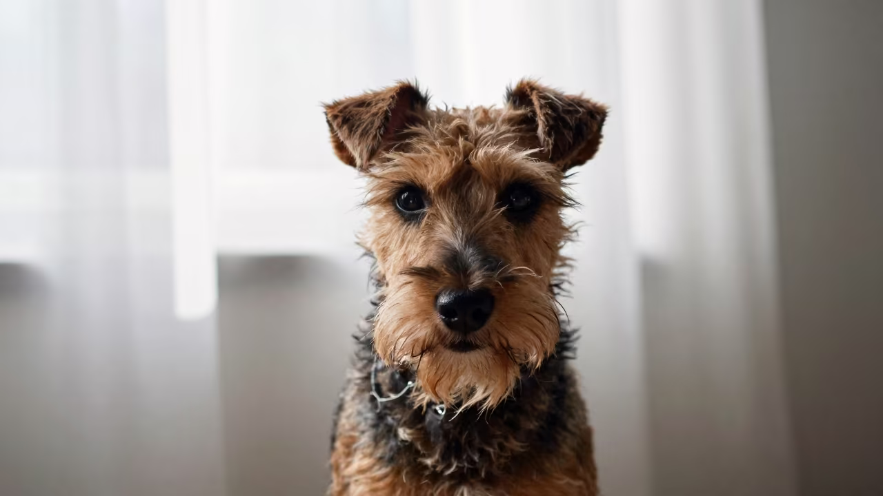 Manchester Terrier Portrait in Yanaka Studio in in a quiet portrait studio with a plain backdrop and eye-level framing near Yanaka, Tokyo