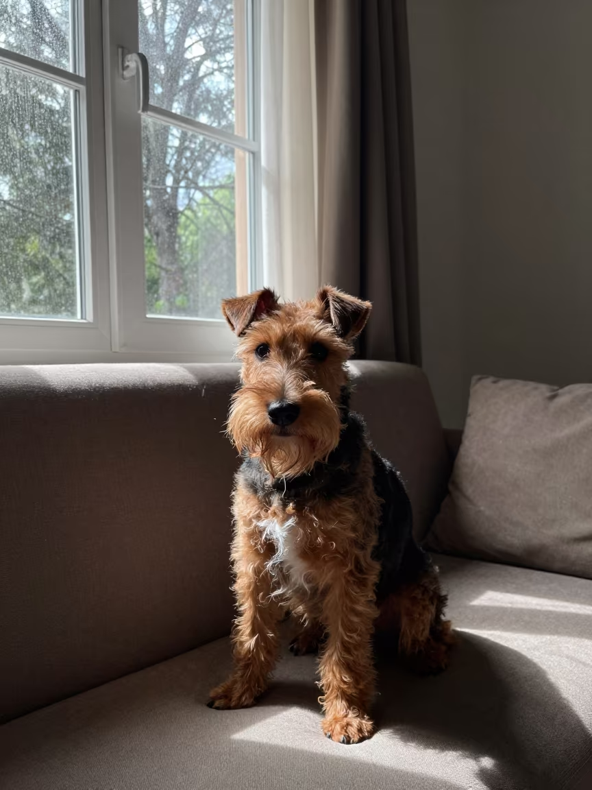 Manchester Terrier Portrait Near Curtained Window in on a sofa near a curtained window with calm indoor light near Arua