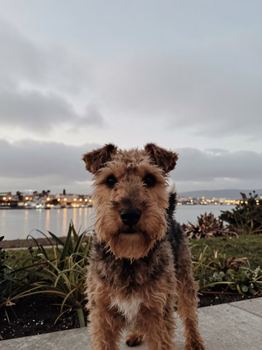 Manchester Terrier Portrait Near Garden Edge in near a garden edge with soft morning light and an uncluttered background in Oran