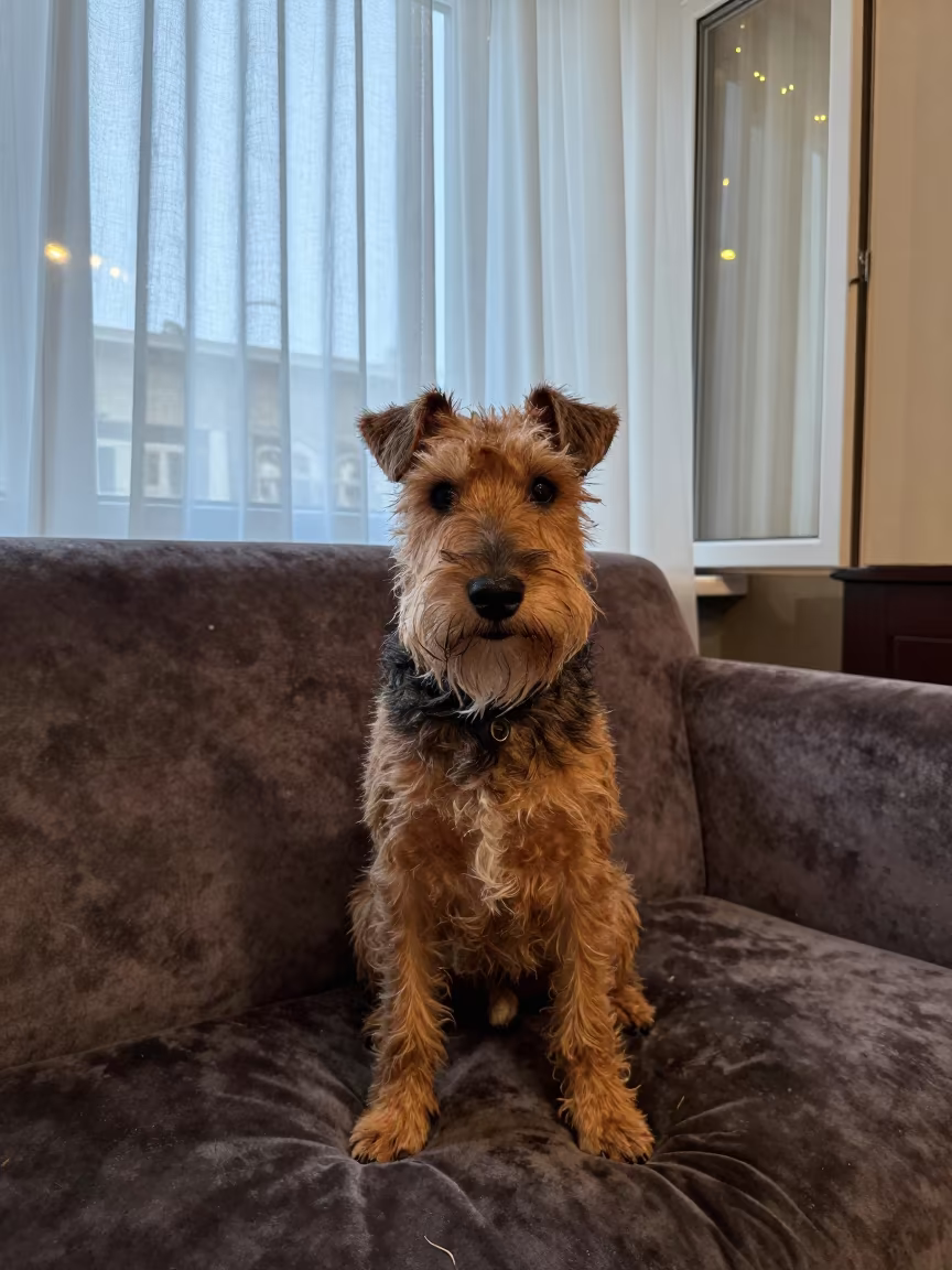 Manchester Terrier Portrait on Sofa in Tabriz Home in on a sofa near a curtained window with calm indoor light in Tabriz
