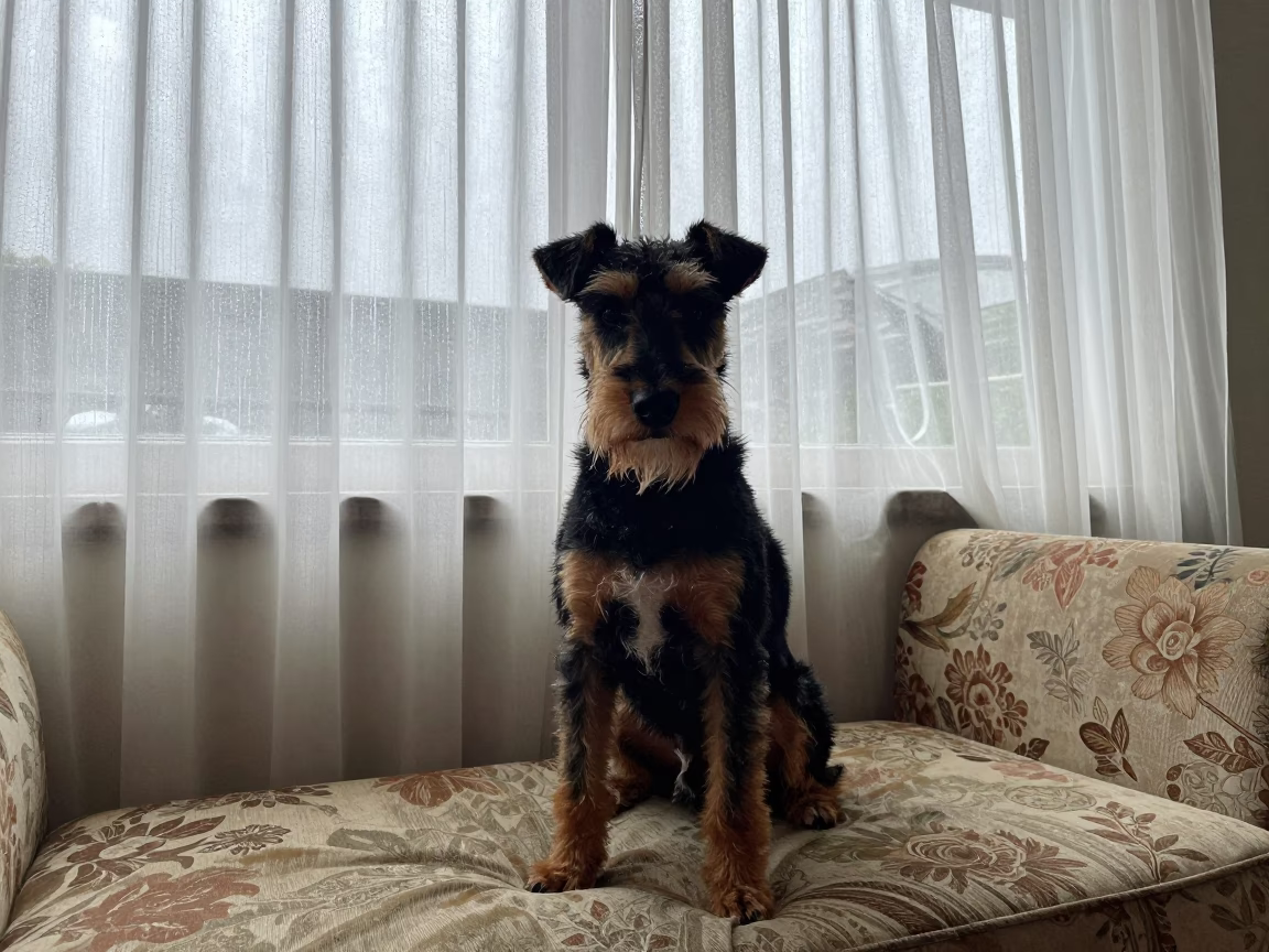 Manchester Terrier Portrait on Sofa Near Window in Bamako in on a sofa near a curtained window with calm indoor light in Bamako