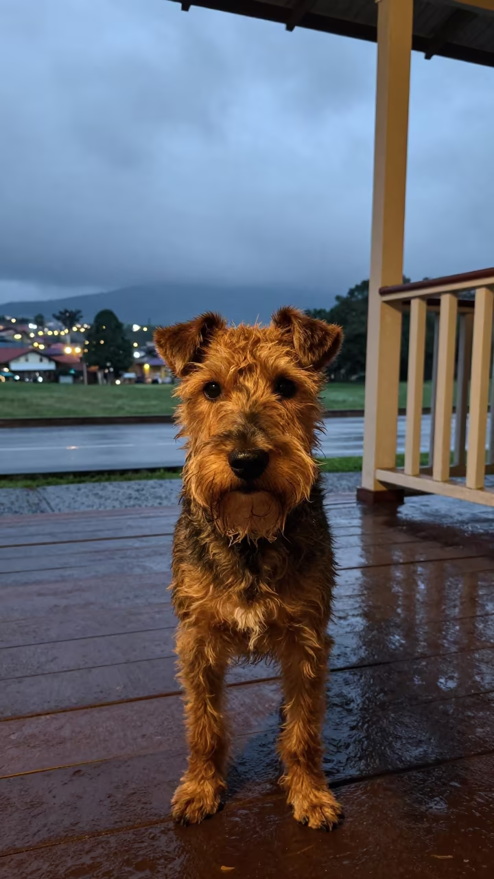 Mancheter Terrier Portrait on Shaded Bucaramanga Porch in on a shaded front porch with boards, railings, and eye-level framing in Bucaramanga