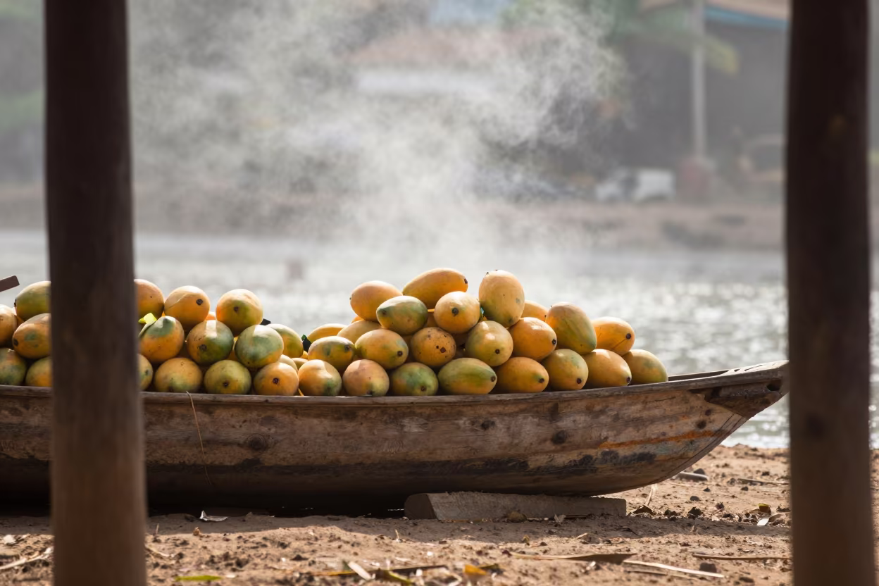 Mango Canoe at Dawn Misty Bissau Market in at a roadside fruit stand in Bissau