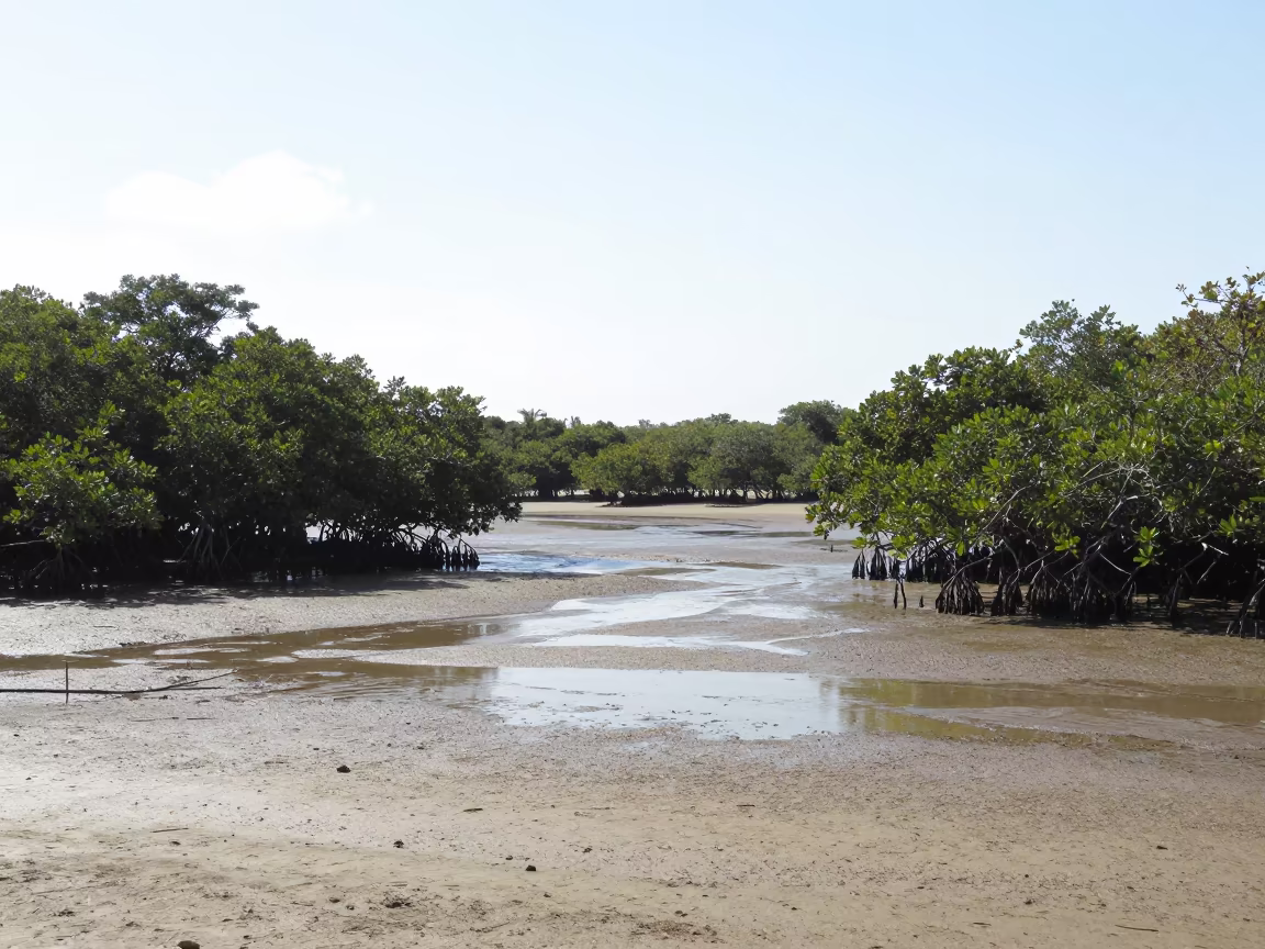 Mangrove Estuary Low Tide Noon Light in across a floodplain after rain near Rocinha, Rio de Janeiro