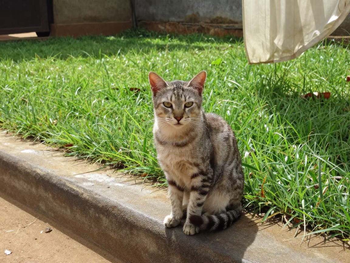 Manx Cat Portrait in Ibadan Yard in in a small yard with clipped grass, calm light, and the animal centered in frame in Ibadan