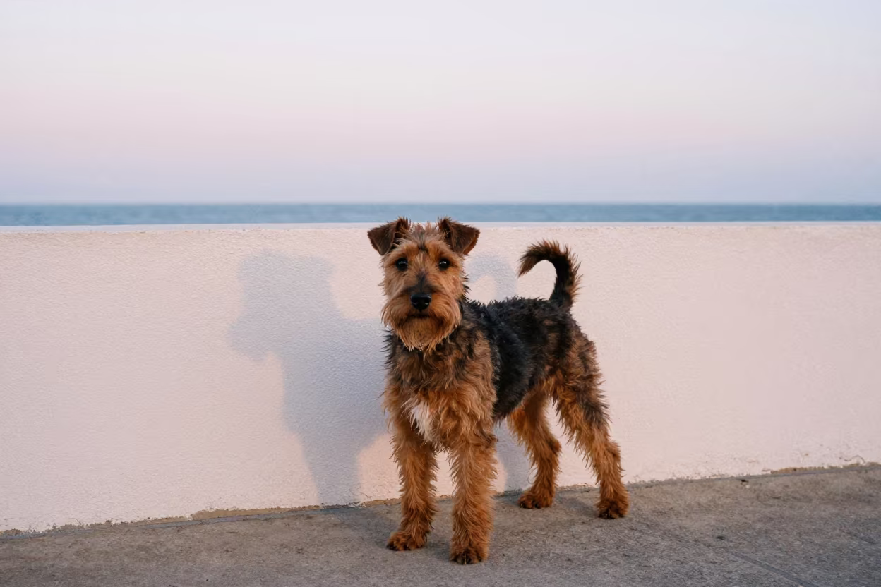 Manx Terrier Portrait in Praia Courtyard in beside a plain courtyard wall in clear daylight with the animal at eye level in Praia