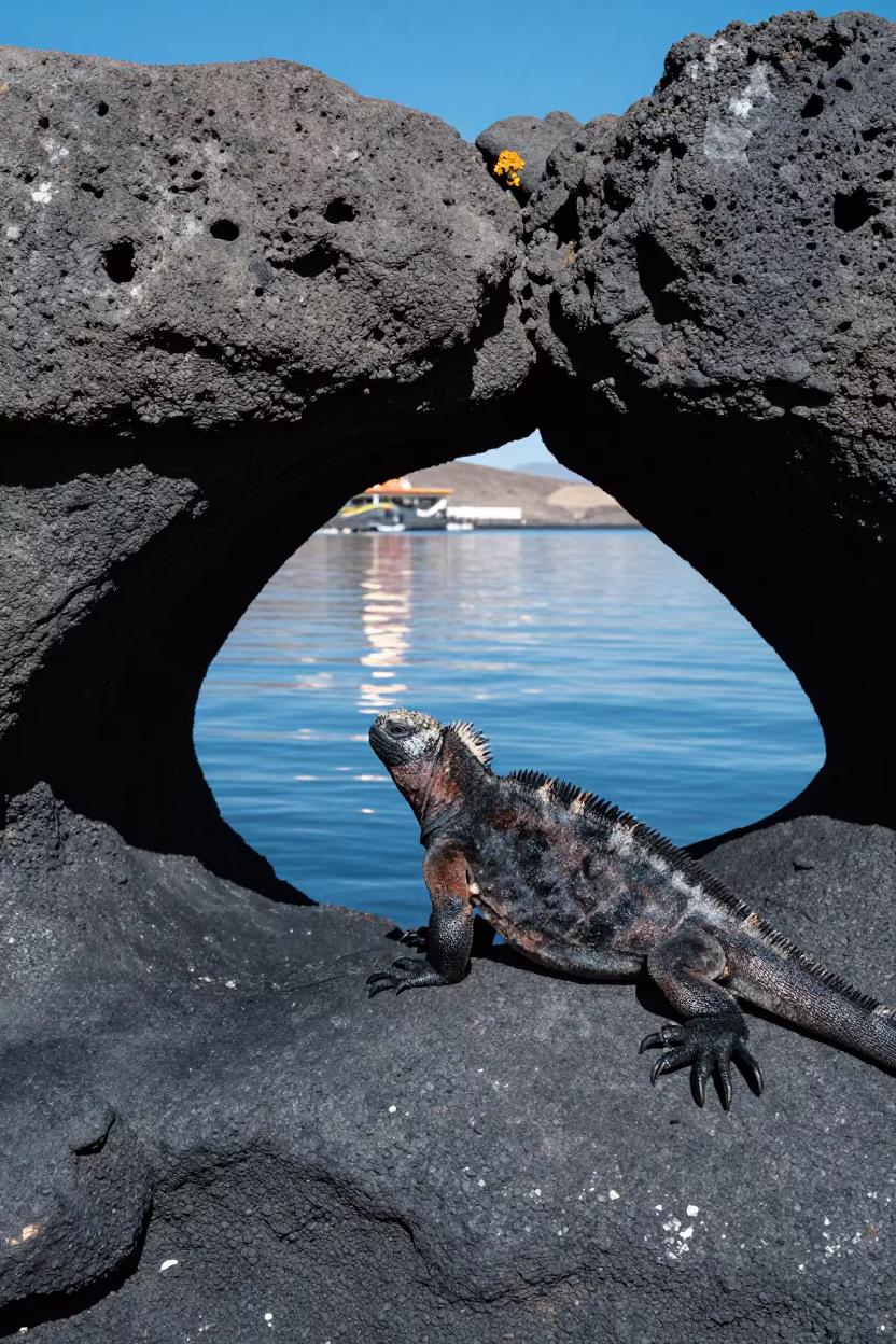 Marine Iguana on Volcanic Rock Noon Light in in Tibet