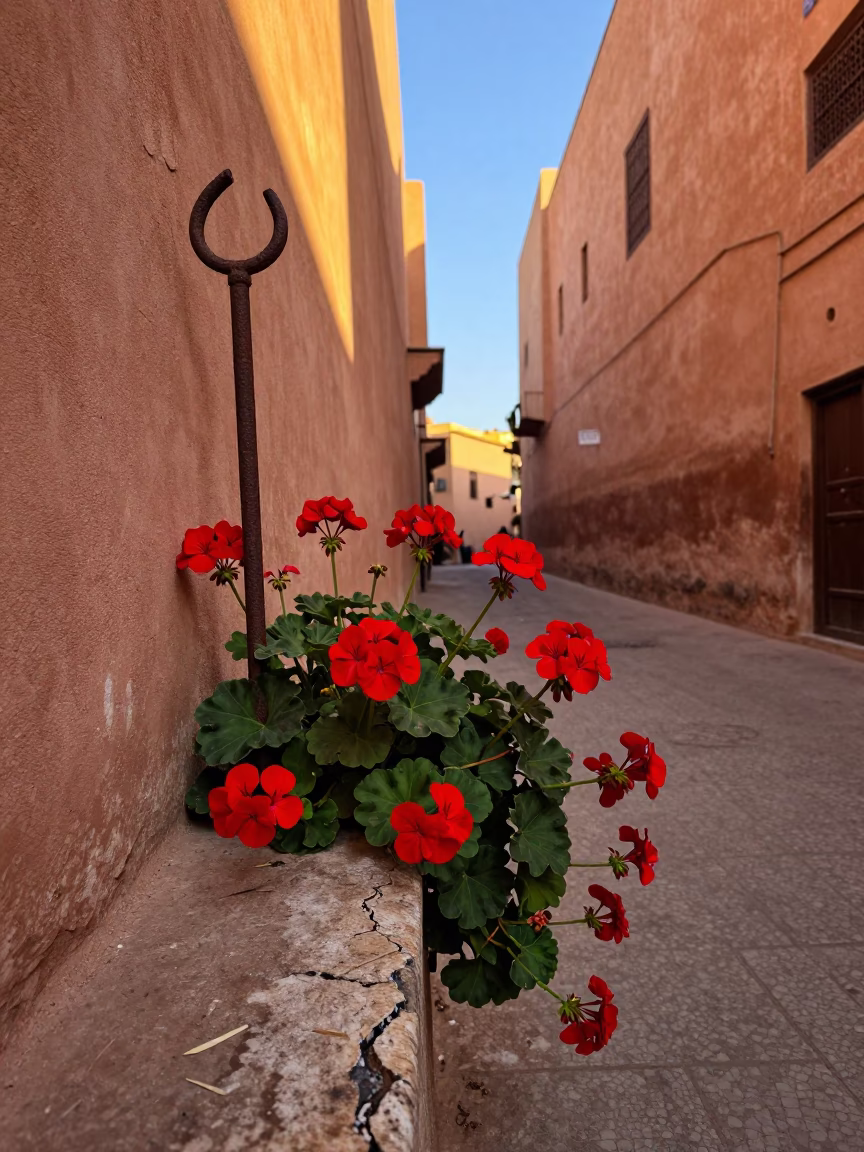Marrakech Morocco Dawn Street Scene Geraniums Rusty Iron Hook and Traditional Architecture in in Marrakech, Morocco