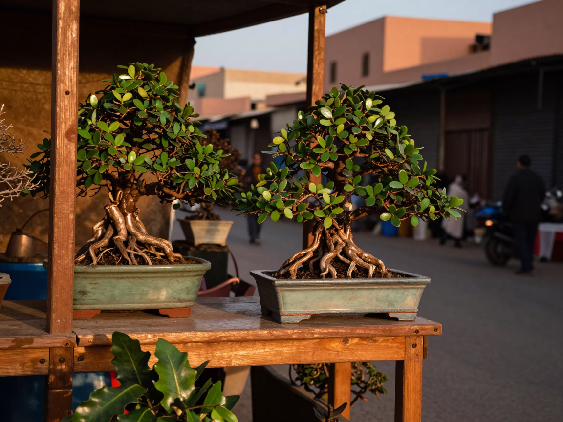 Marrakech Souk Stall Displaying Jade Plant Bonsai and Leaf Shadows in Copper Dusk Light in in Marrakech, Morocco