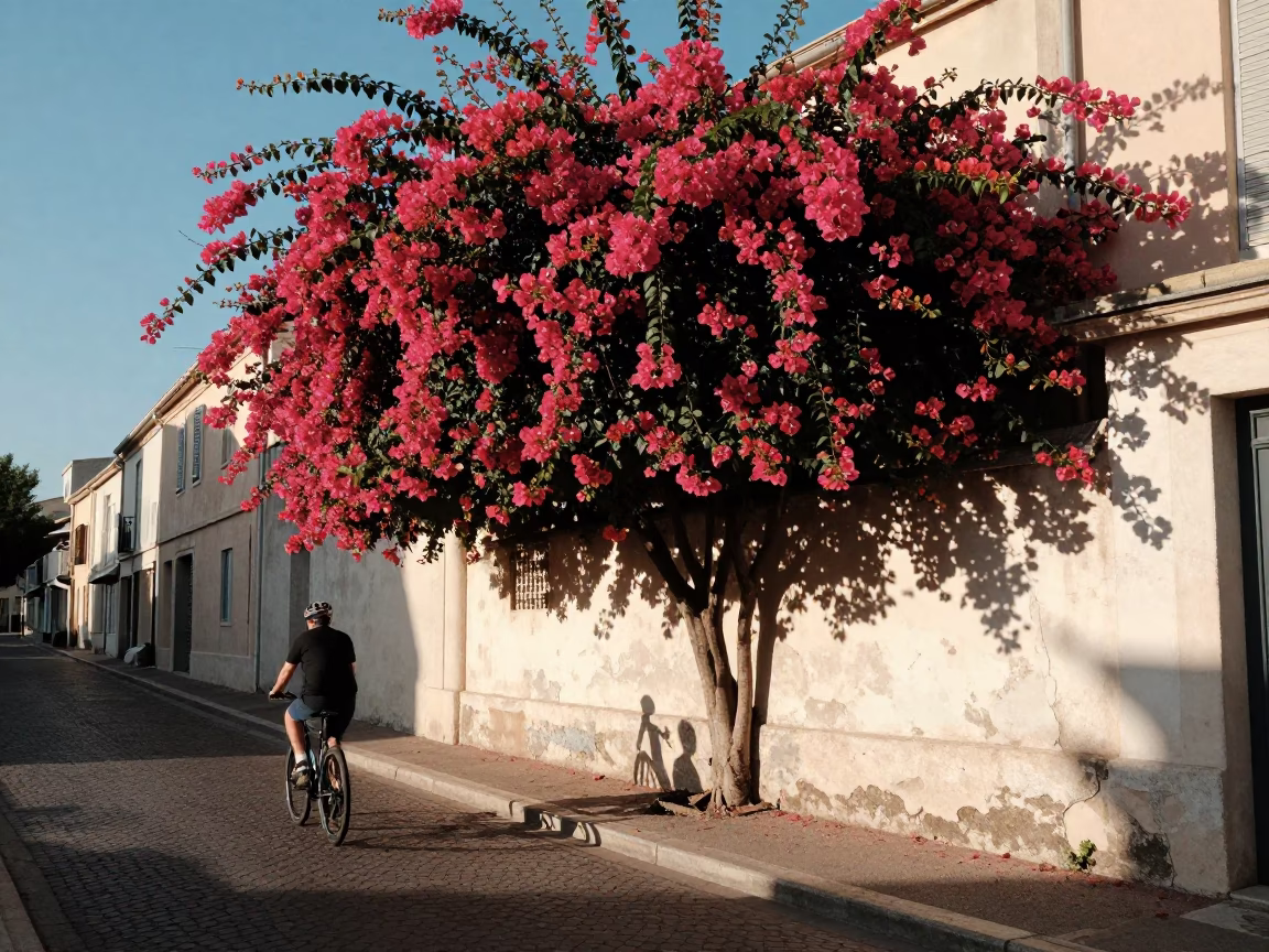 Marseille France Late Afternoon Street Scene with Bougainvillea and Cyclist in in Marseille, France
