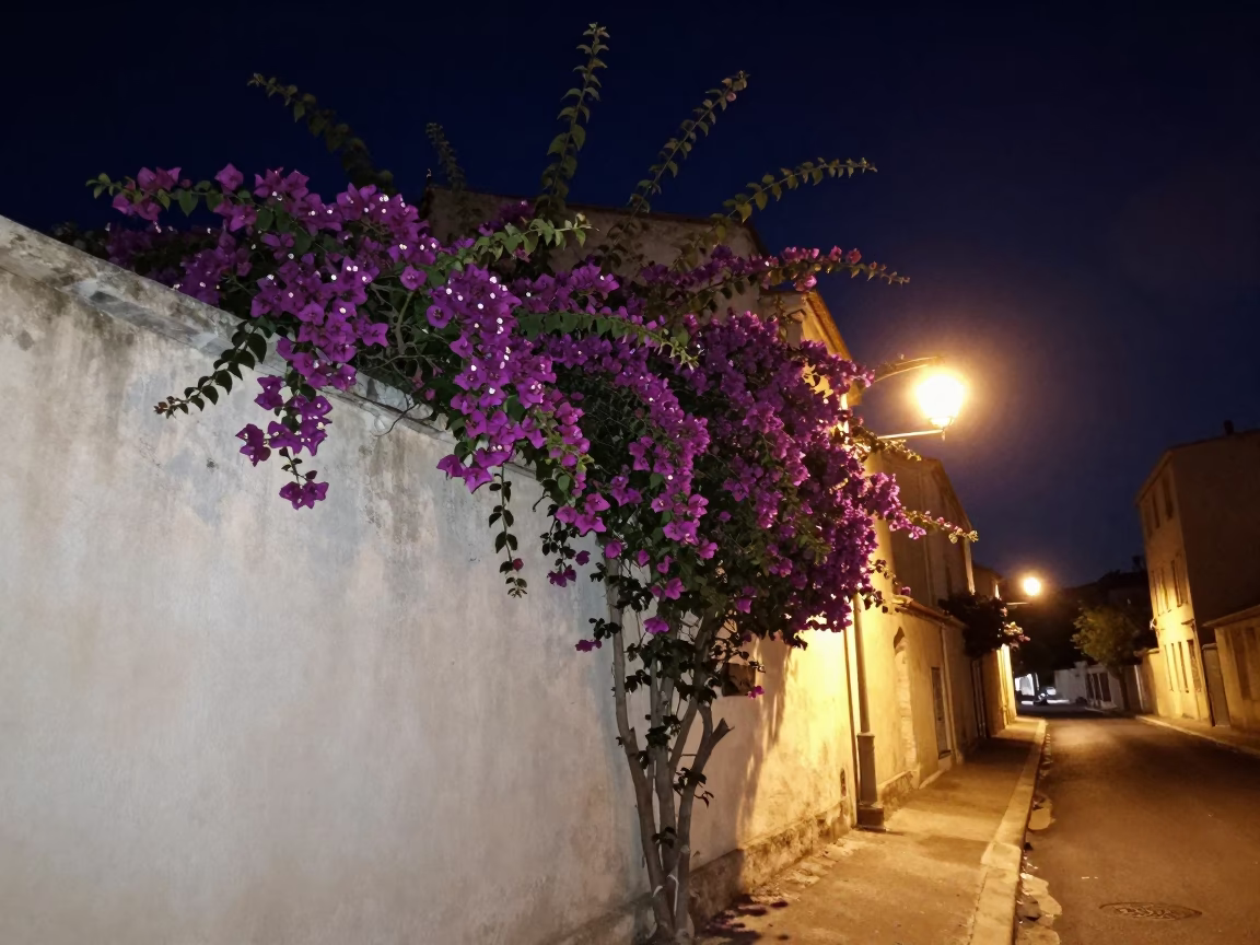 Marseille Night Street Scene with Bougainvillea and Warm Street Lighting in in Marseille, France