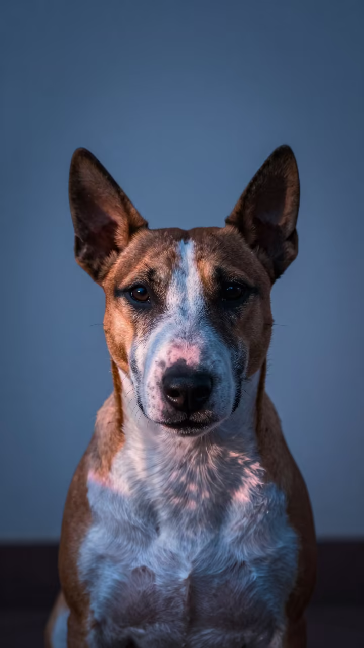 Masan Bull Terrier Portrait Indigo Twilight Neon in beside a plain plaster wall in soft indoor light with the animal centered in frame in Masan