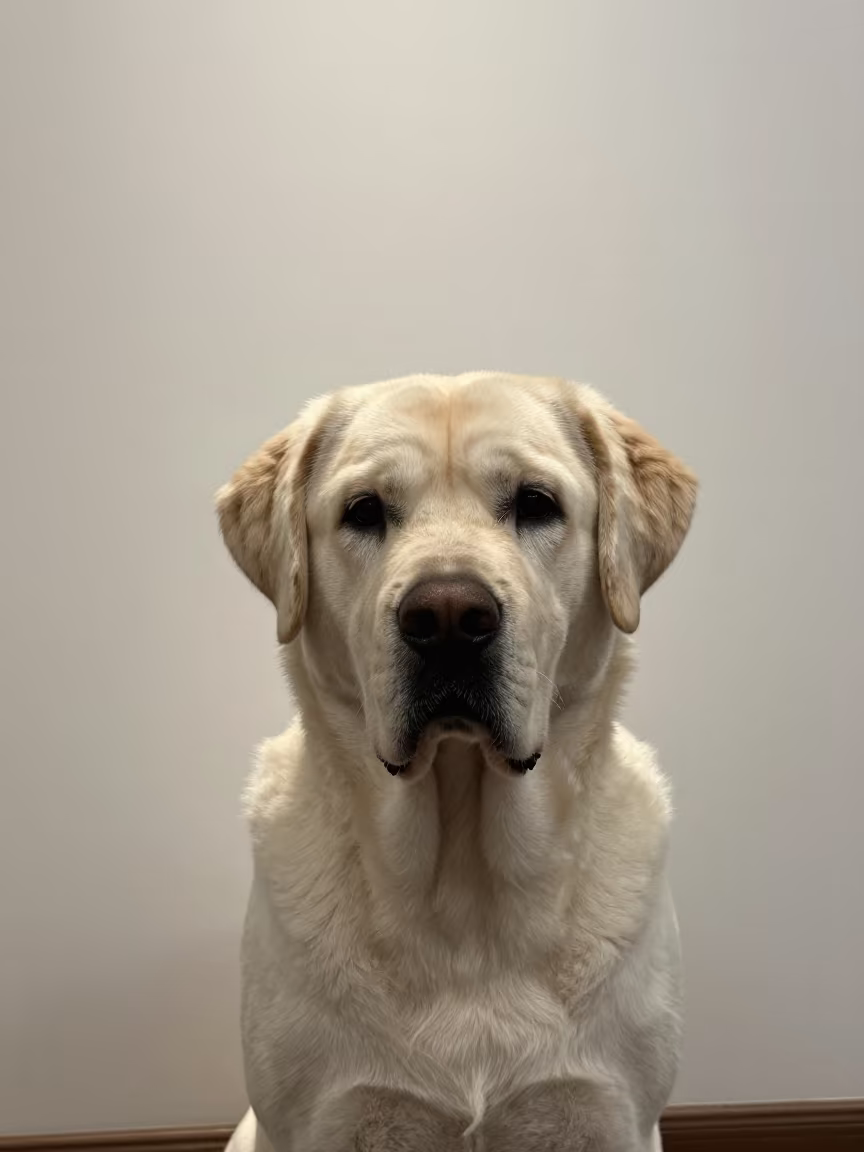 Mastiff Portrait Beside Plaster Wall in Shanghai in beside a plain plaster wall in soft indoor light with the animal centered in frame in Nanjing Road, Shanghai