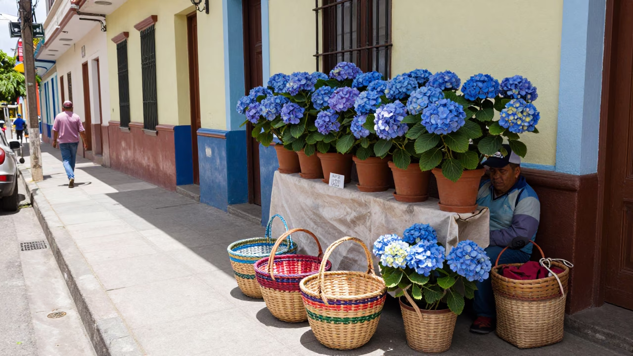 Medellin Colombia midday street scene with woven baskets and hydrangeas in in Medellin, Colombia