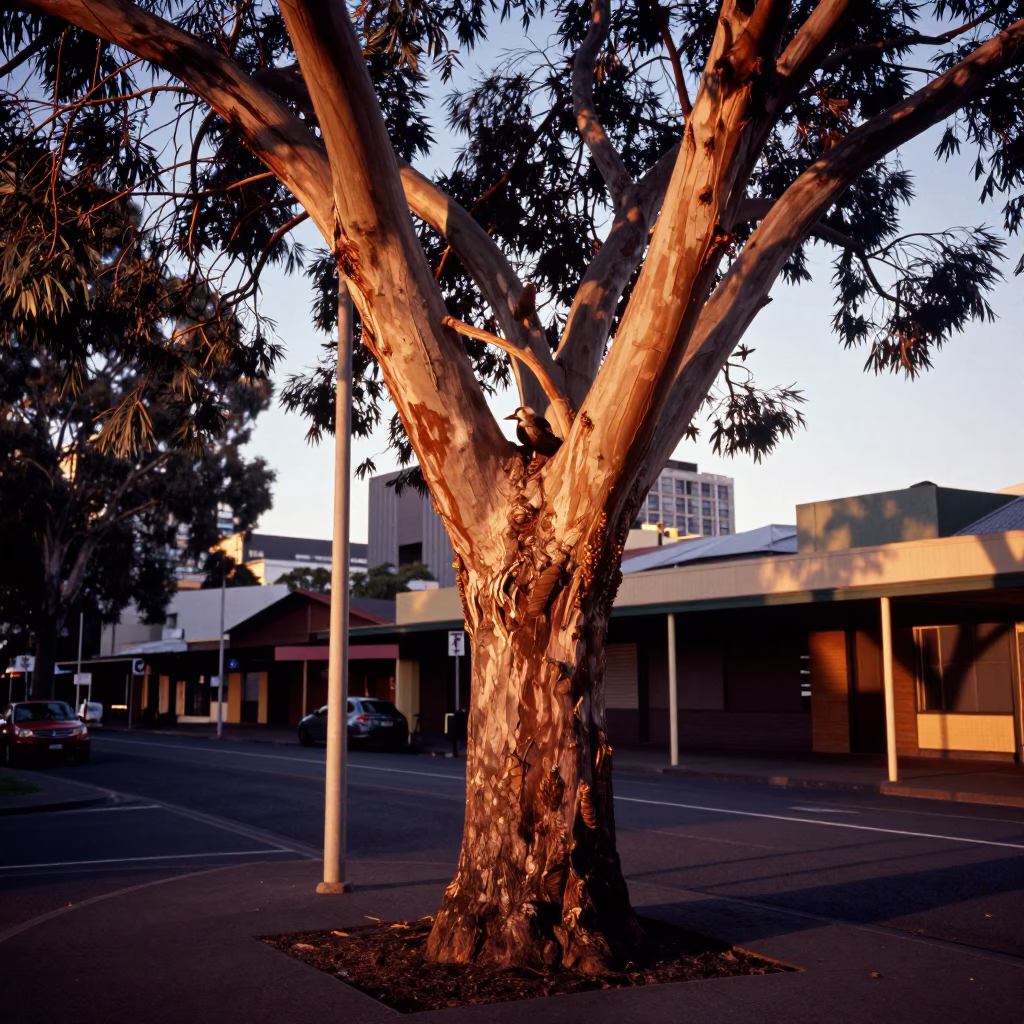 Melbourne Australia Copper Dusk Street Scene with Kookaburra in Gum Tree in in Melbourne, Victoria, Australia