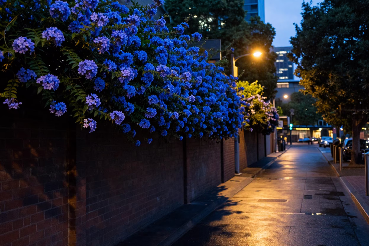 Melbourne laneway evening with plumbago hedge and streetlights in in Melbourne, Victoria, Australia