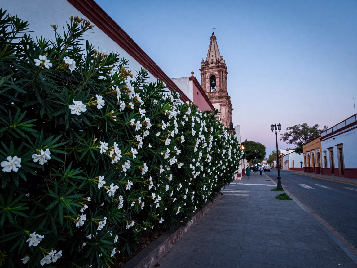 Merida Mexico Nautical Dawn Street Scene with Oleander Hedge and Local Life in in Merida, Mexico