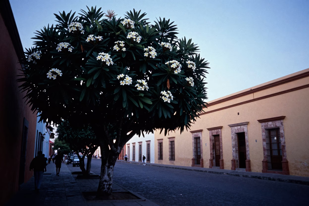 Merida Mexico Pre-Dawn Street Scene With Frangipani Tree And Colonial Architecture in in Merida, Mexico