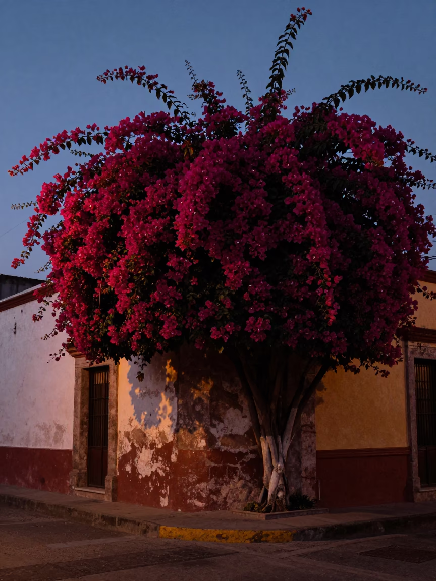 Merida Mexico Predawn Street Scene With Bougainvillea And Early Morning Ambience in in Merida, Mexico