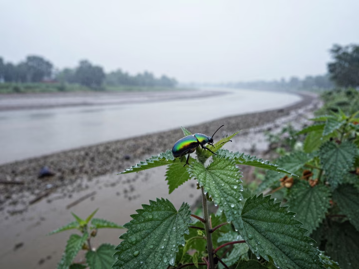 Metallic Green Leaf Beetle on Nettle Leaf in beside a tidal inlet near Dera Ismail Khan