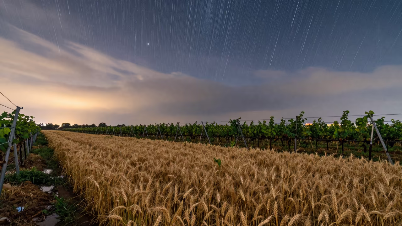 Meteor Trails Over Wheat Field at Sunrise in between vineyard trellises in Zhujiang New Town, Guangzhou