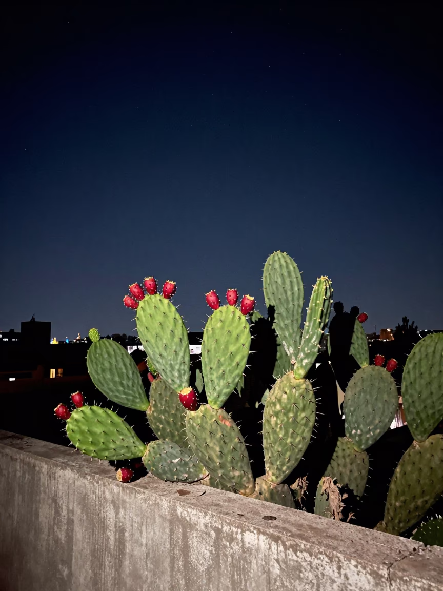 Mexico City Night Sky Over Rooftop Prickly Pear Cactus and Urban Landscape in in Mexico City, Mexico