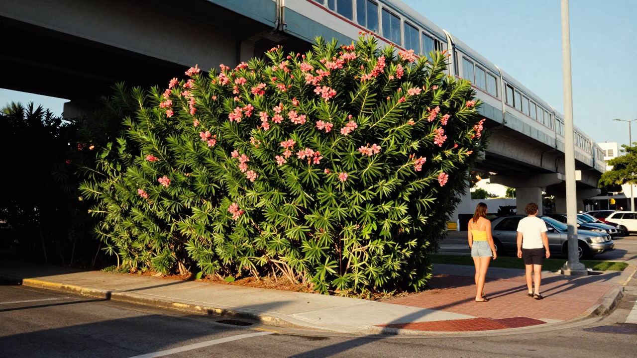 Miami Florida 1970s Street Scene with Monorail and Oleander Hedge in Late Afternoon Light in in Miami, Florida, United States