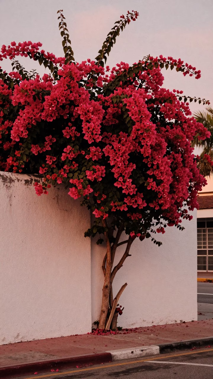 Miami Florida Dusk Bougainvillea White Wall Strawberries Local Street Scene in in Miami, Florida, United States