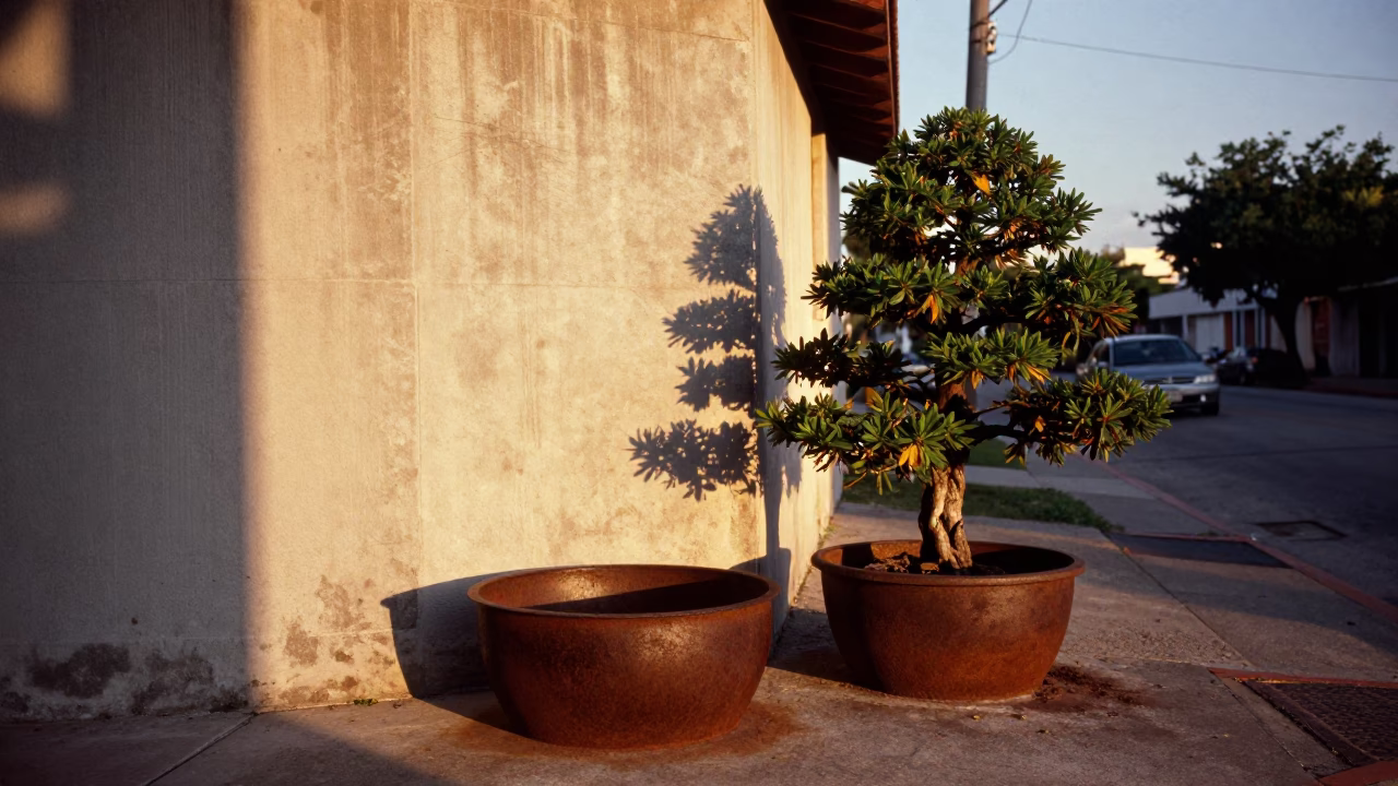 Miami Florida Golden Hour Street Scene with Rusty Basin and Bonsai Juniper in in Miami, Florida, United States