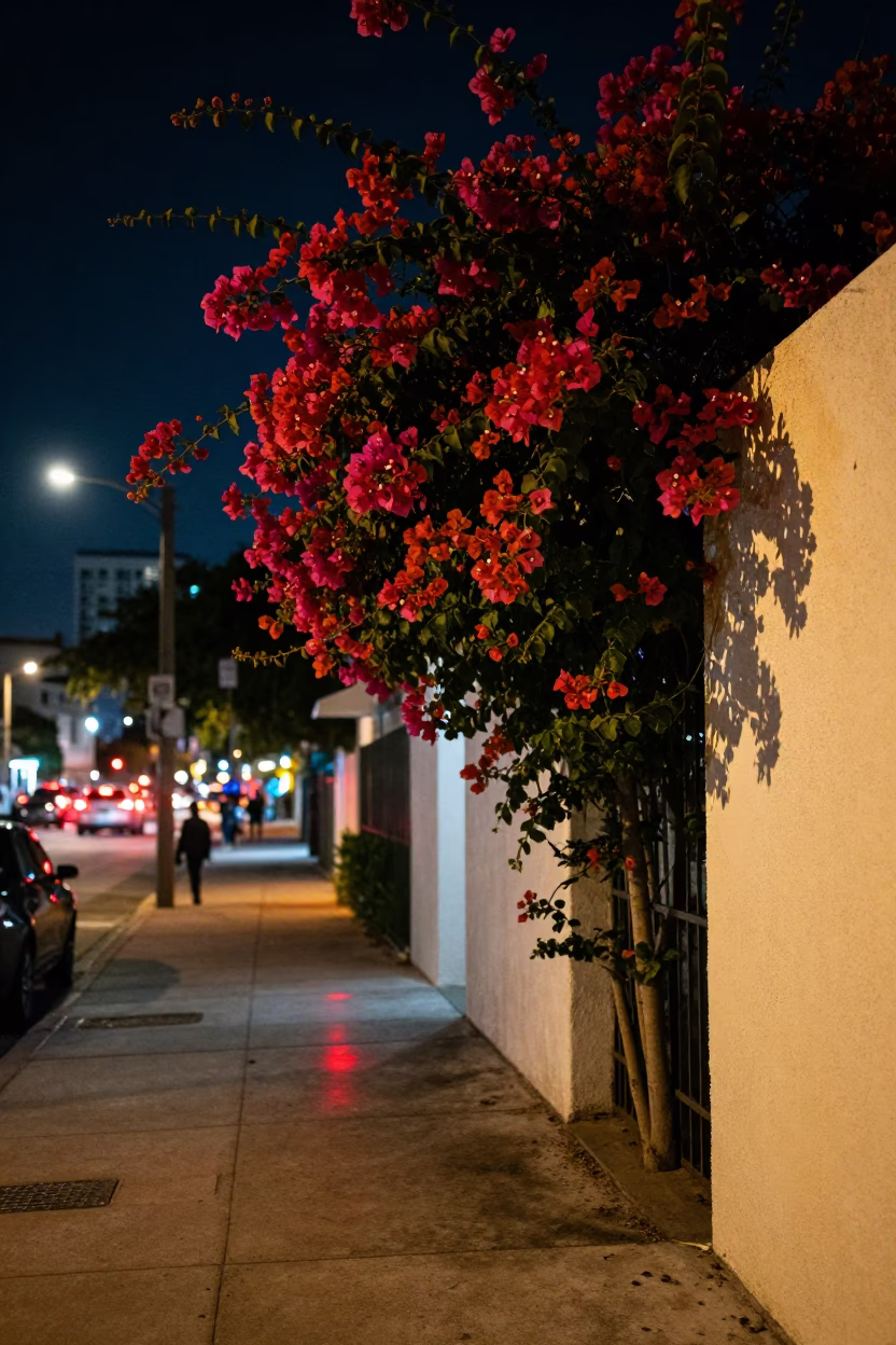 Miami Night Street Scene with Bougainvillea and Neon Reflections in Florida in in Miami, Florida, United States