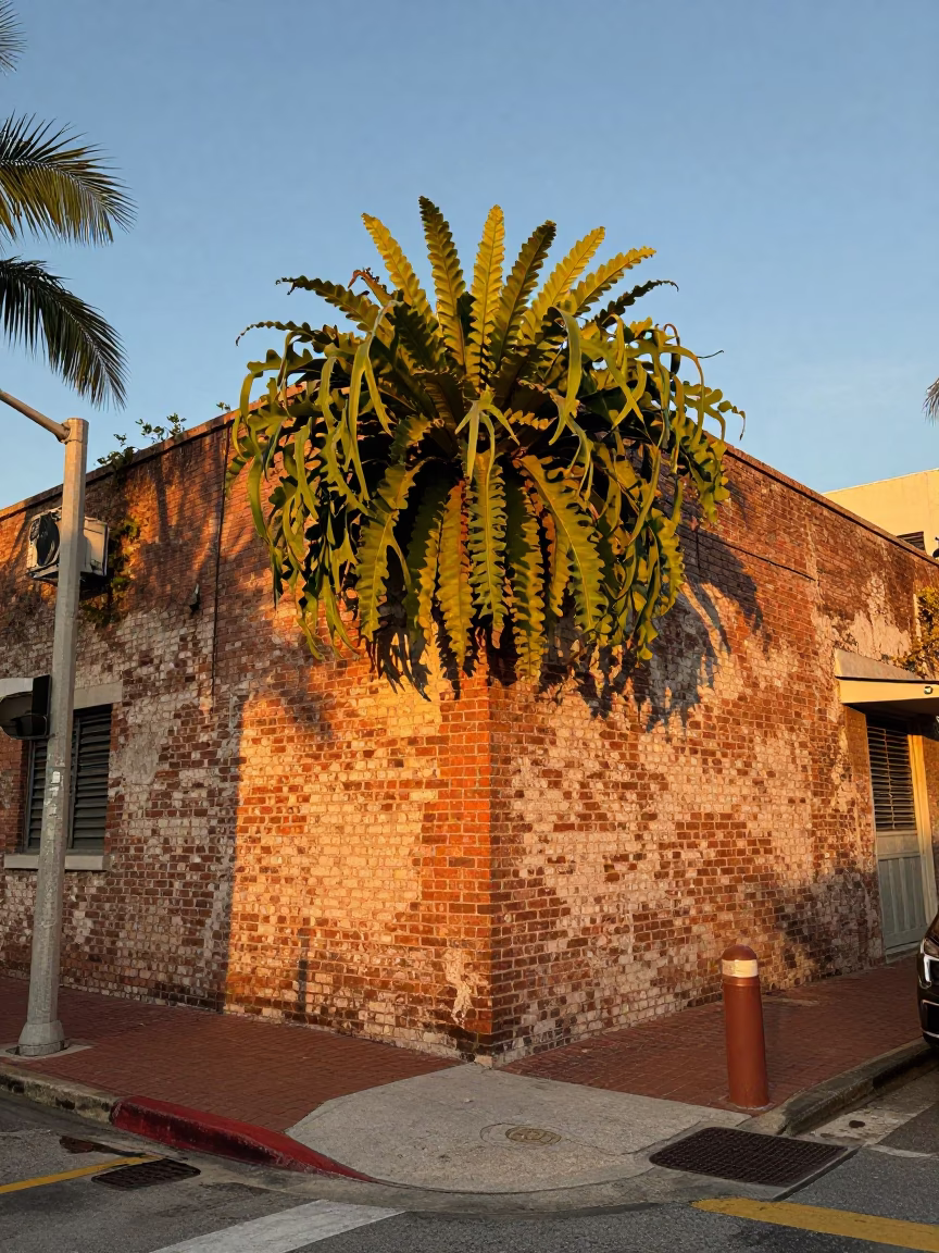 Miami Street Scene Golden Hour with Staghorn Fern and Urban Details in in Miami, Florida, United States