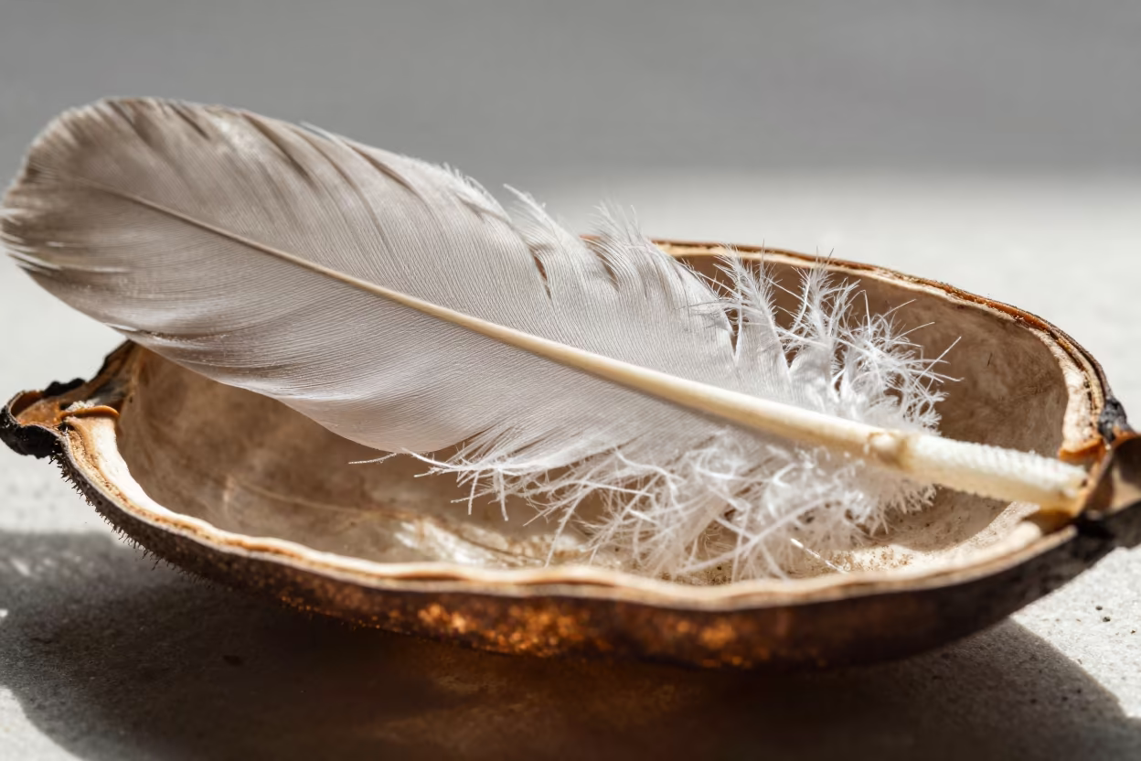Microscopic Feather Barbs in Split Seed Pod in inside a seed pod split open in Kumba
