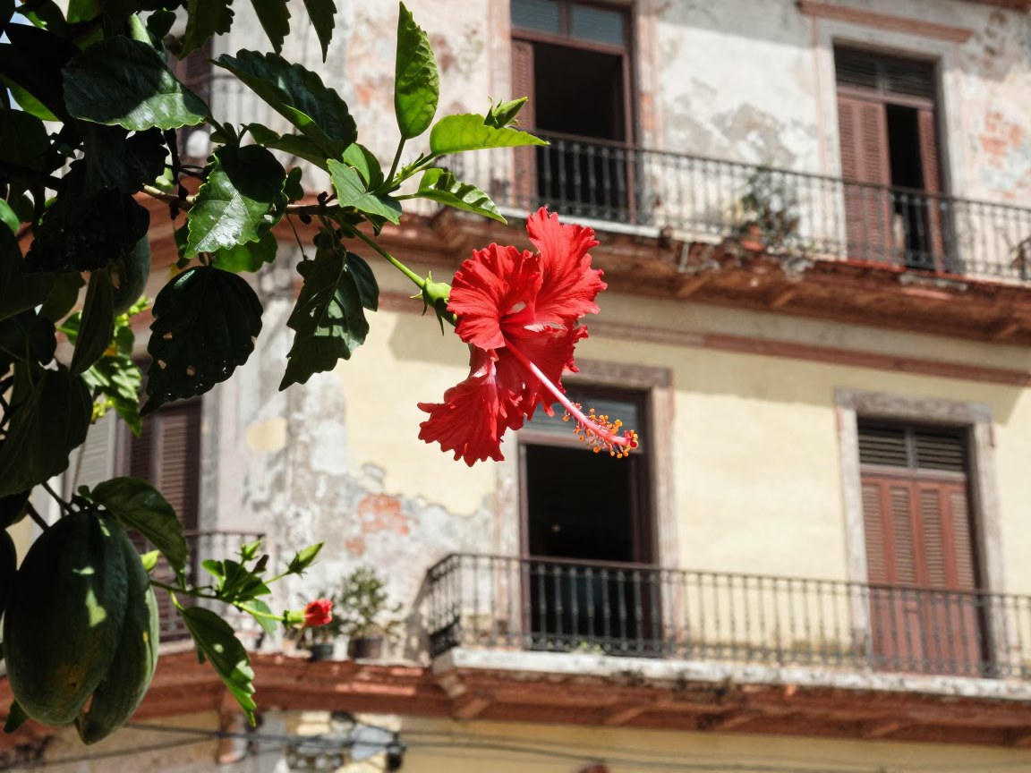 Midday Havana Cuba Street Scene with Hibiscus and Papayas in in Havana, Cuba