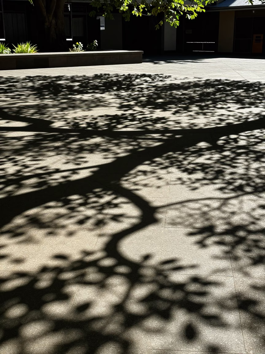 Midday Leaf Shadows Across Tiled Floor in Melbourne Victoria Australia in in Melbourne, Victoria, Australia